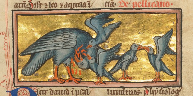 A Pelican Feeding her Young